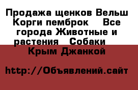 Продажа щенков Вельш Корги пемброк  - Все города Животные и растения » Собаки   . Крым,Джанкой